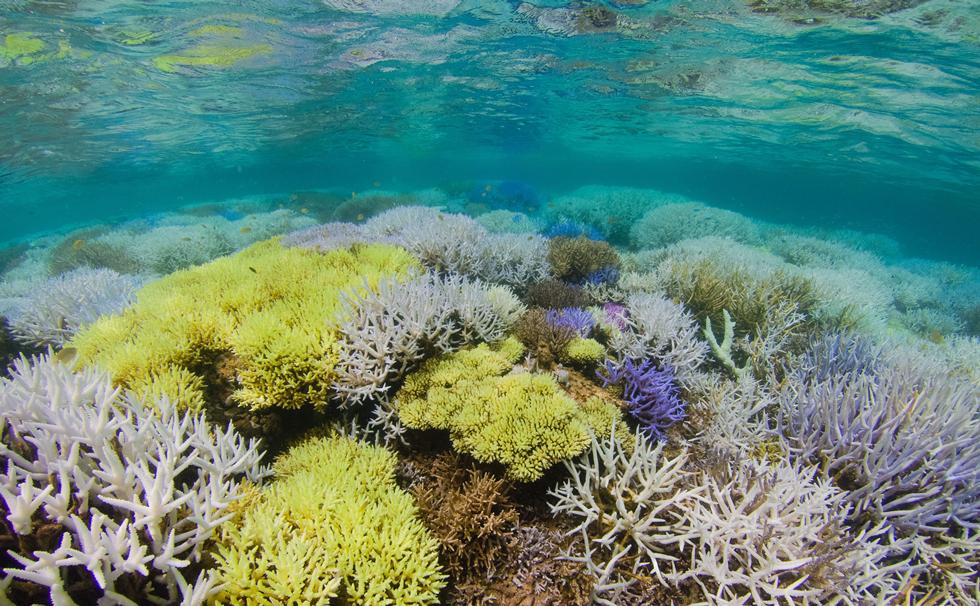 Mysterious Glowing Coral Reefs Are Fighting To Recover University of